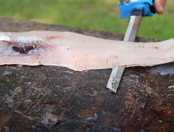 the best way to fillet a catfish