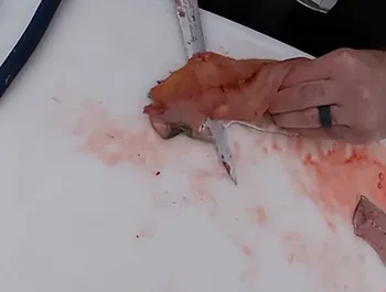 catfish knife
