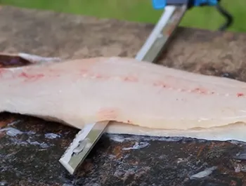 how to fillet a catfish with a knife
