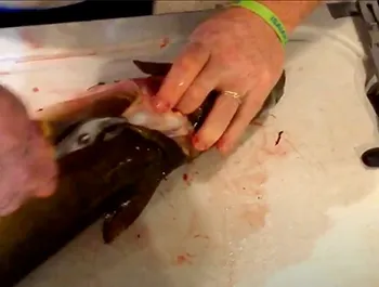 filleting a catfish