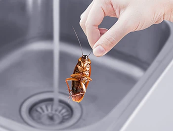 Can Roaches Damage A Dishwasher