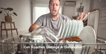 Can Roaches Damage A Dishwasher