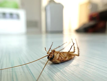 Natural Remedies For Roaches In Dishwasher